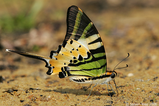 Butterfly , 6 Five Bar Swordtail Butterfly Picture : Five Bar Swordtail Butterfly