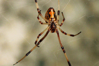  Florida Spider Picture , 6 Brown Spider Florida In Spider Category