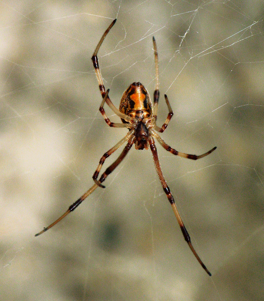Spiders pictures. Latrodectus geometricus. Latrodectus Widow Spider. Латродектус Мактанс. Коричневый паук-вдова (Latrodectus geometricus).