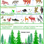 Food Chain in the Temperate Rain Forest Biome , 7 Diagrams Of Rainforest Animals Food Chain In Animal Category