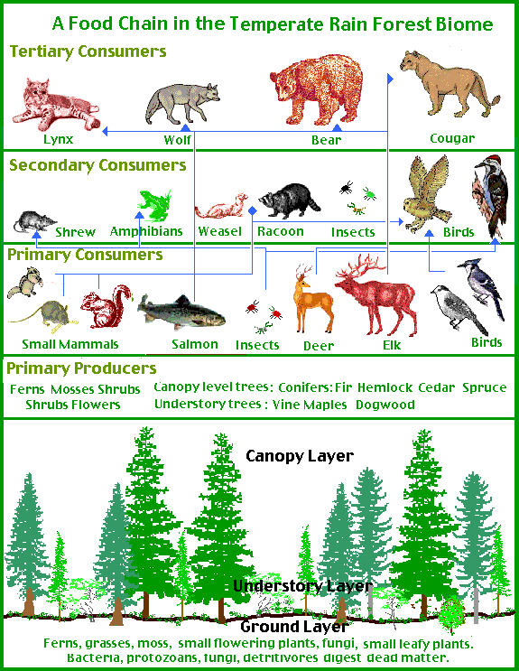 Animal , 7 Diagrams Of Rainforest Animals Food Chain : Food Chain In The Temperate Rain Forest Biome