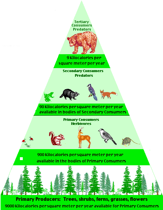 Animal , 7 Diagrams Of Rainforest Animals Food Chain : Food Pyramid In The Temperate Rain Forest Biome
