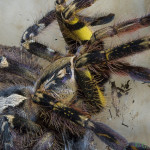 Fringed Ornamental Tarantula pics , 8 Fringed Ornamental Tarantula Pictures In Spider Category