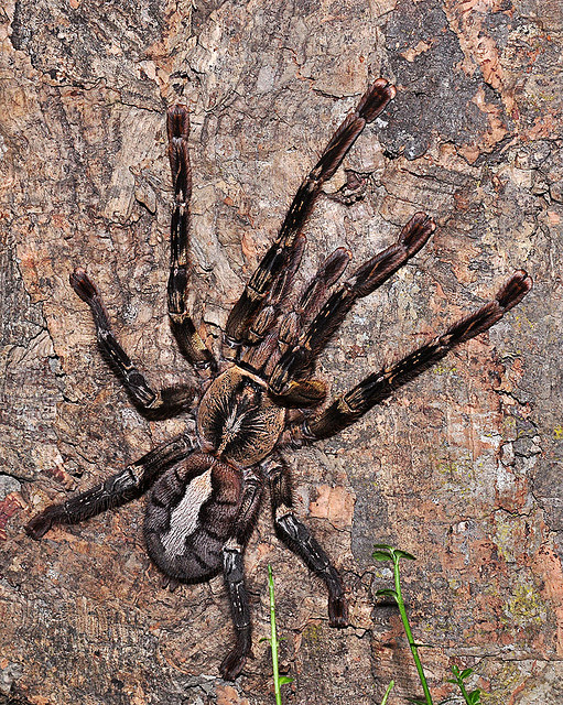 Spider , 8 Fringed Ornamental Tarantula Pictures : Fringed Ornamental Tarantula
