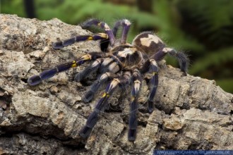 Fringed Ornamental Tarantula Images , 8 Fringed Ornamental Tarantula Pictures In Spider Category