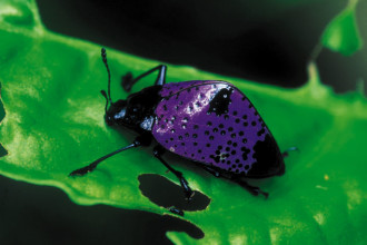 Fungus Beetle ( Erotylidae ) Rainforest Peru , 7 Rainforest Beetles Pictures In Beetles Category