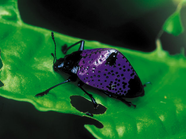 Beetles , 7 Rainforest Beetles Pictures : Fungus Beetle ( Erotylidae ) Rainforest Peru