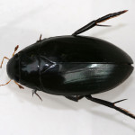 Giant water scavenger beetle , 7 Water Bug Beetle In Beetles Category