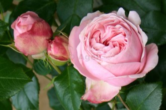 Giardina Modern Roses , 7 Modern Roses Names In Plants Category