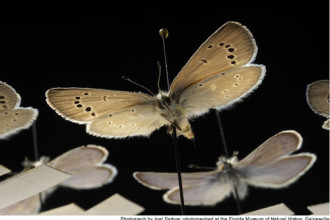Glaucopsyche lygdamus palosverdesensis in Butterfly