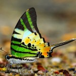 Graphium antiphates Butterfly , 6 Five Bar Swordtail Butterfly Picture In Butterfly Category