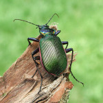 Green Beetle , 7 Green Beetle Bug In Beetles Category