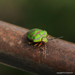 Green Beetle Bug of China , 7 Green Beetle Bug In Beetles Category