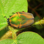Green June Beetle , 7 Green Beetle Bug In Beetles Category