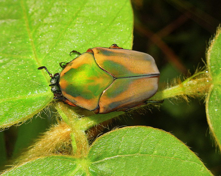Beetles , 7 Green Beetle Bug : Green June Beetle