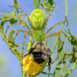 Green Lynx Spider Eats a Bee , 6 Photos Of Green Lynx Spider Eating In Spider Category