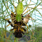 Green Lynx Spider eats Bumble Bee , 6 Photos Of Green Lynx Spider Eating In Spider Category