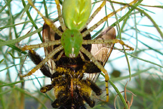 Green Lynx Spider Eats Bumble Bee , 6 Photos Of Green Lynx Spider Eating In Spider Category