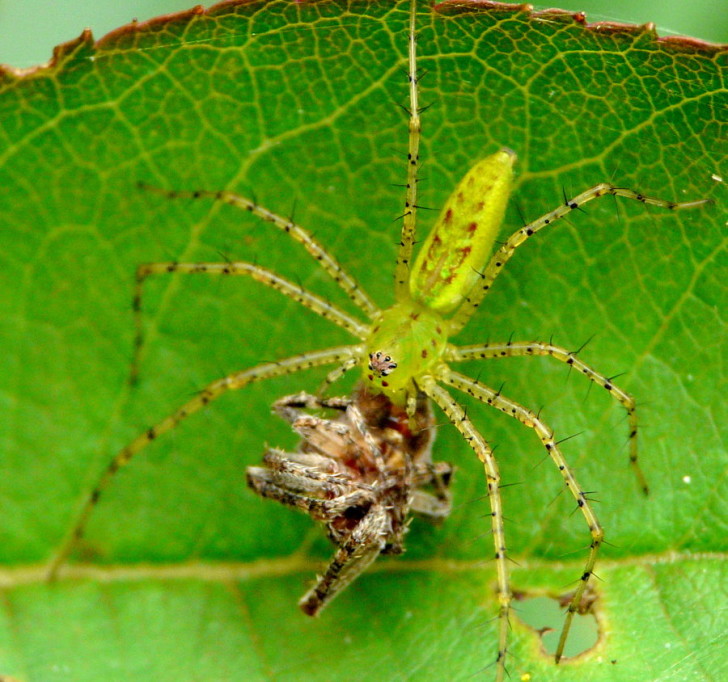 Spider , 6 Photos Of Green Lynx Spider Eating : Green Lynx Eating A Spider
