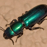 Green Metallic Beetle , 7 Green Beetle Bug In Beetles Category