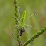 Green lynx grabs a pollinator , 6 Photos Of Green Lynx Spider Eating In Spider Category