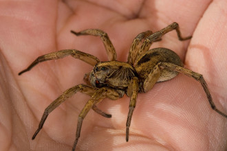 Hogna Lenta  Florida Brown Florida , 6 Brown Spider Florida In Spider Category