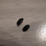 House Bugs , 6 Small Black Beetle Like Bug In Beetles Category