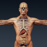 Human Anatomy 3D Model , 3 Human Skeleton 3d In Skeleton Category