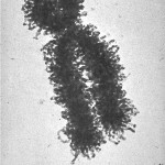 Human Chromosome photo , 5 Human Chromosome Structure In Cell Category