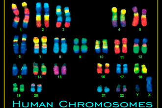 Human Chromosome pictures in Birds