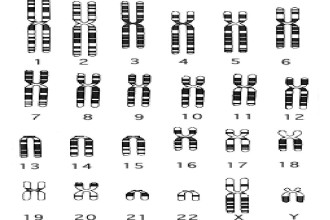 Human Chromosomes in Butterfly
