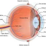 Human Eye Anatomy , 6 Human Eyes Anatomy Worksheet In Organ Category