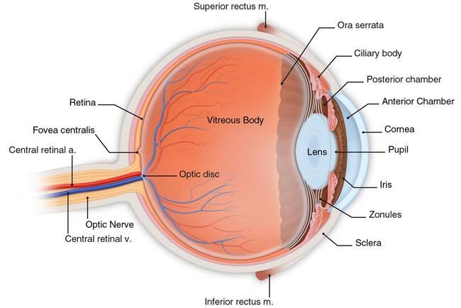 Organ , 6 Human Eyes Anatomy Worksheet : Human Eye Anatomy
