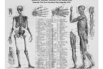 Human Skeletal And Muscular Anatomy , 6 Human Anatomy Skeleton Pictures In Skeleton Category