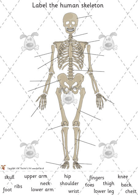 Skeleton , 3 Human Skeleton Games : Human Skeleton Labelling Games