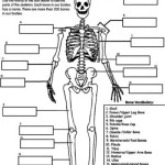 Human Skeleton printable , 3 Human Skeleton Games In Skeleton Category