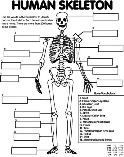Human Skeleton printable