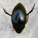 Hydrophilus ovatus Water Beetle , 7 Water Bug Beetle In Beetles Category