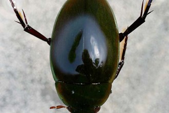 Hydrophilus Ovatus Water Beetle , 7 Water Bug Beetle In Beetles Category