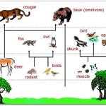 Image of Food Chain of Forest Ecosystem , 7 Diagrams Of Rainforest Animals Food Chain In Animal Category