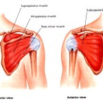 Impingement and Rotator Cuff Injuries , 5 Rotator Cuff Anatomy Muscles In Muscles Category