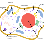 Information On Animal Cells For Kids , 4 Facts About Animal Cells For Kids In Cell Category
