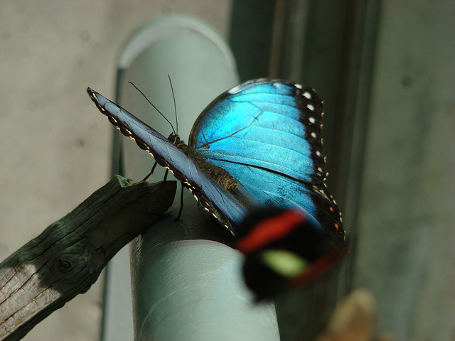 Iridescent Blue butterfly