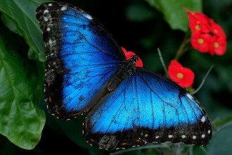 Iridescent Beauty Black Blue Butterfly , 6 Iridescent Blue Butterfly Photos In Butterfly Category