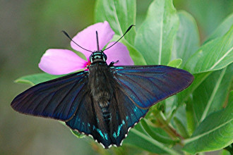 Iridescent Blue Mangrove Skipper , 6 Iridescent Blue Butterfly Photos In Butterfly Category