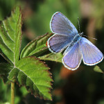 Karner Blue Butterfly , 6 Blue Karner Butterfly Pictures In Butterfly Category