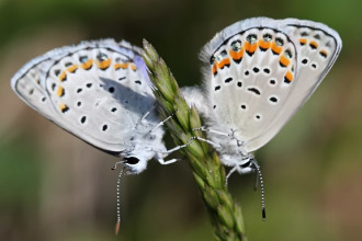 Karner Blue Butterfly Couple , 6 Blue Karner Butterfly Pictures In Butterfly Category