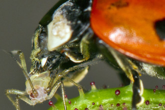 Ladybird Ladybug Eating Greenfly , 8 Lady Bugs Eating Photos In Bug Category