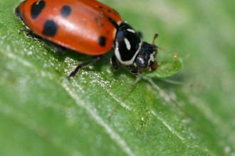 Ladybug Eating , 8 Lady Bugs Eating Photos In Bug Category