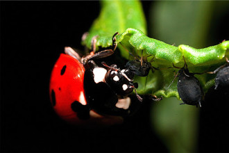 Ladybug Eating Aphid Photos , 8 Lady Bugs Eating Photos In Bug Category